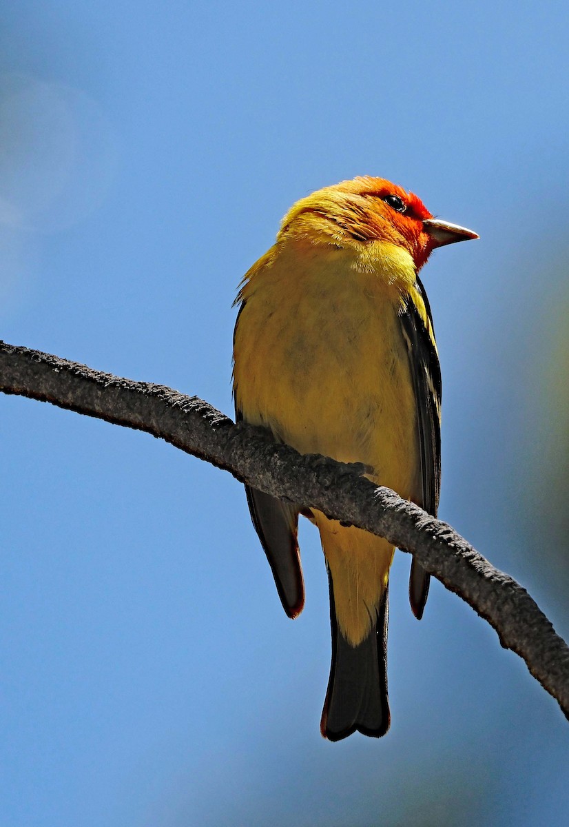 Western Tanager - ML619550249