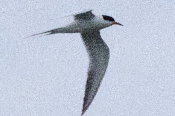 Forster's/Common Tern - ML619550318