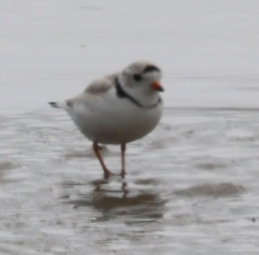 Piping Plover - ML619550353