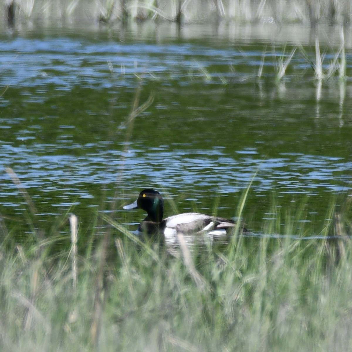 Greater Scaup - ML619550391