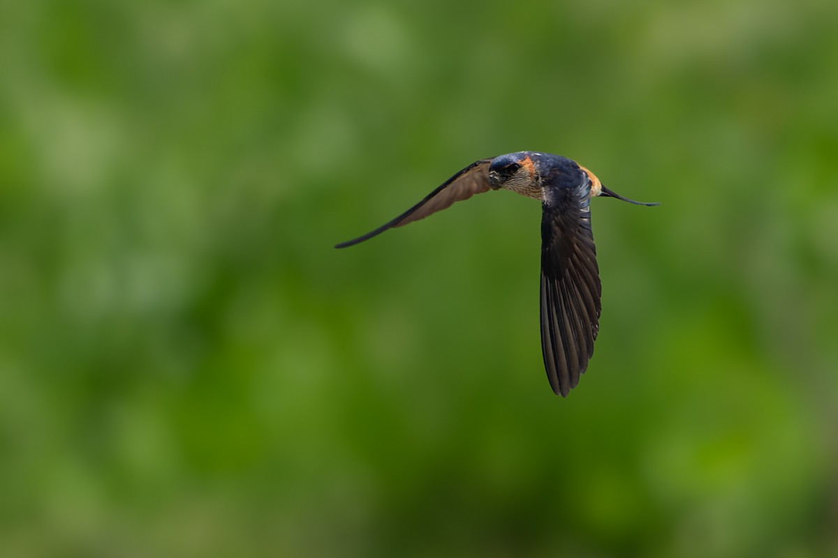 Red-rumped Swallow - ML619550416