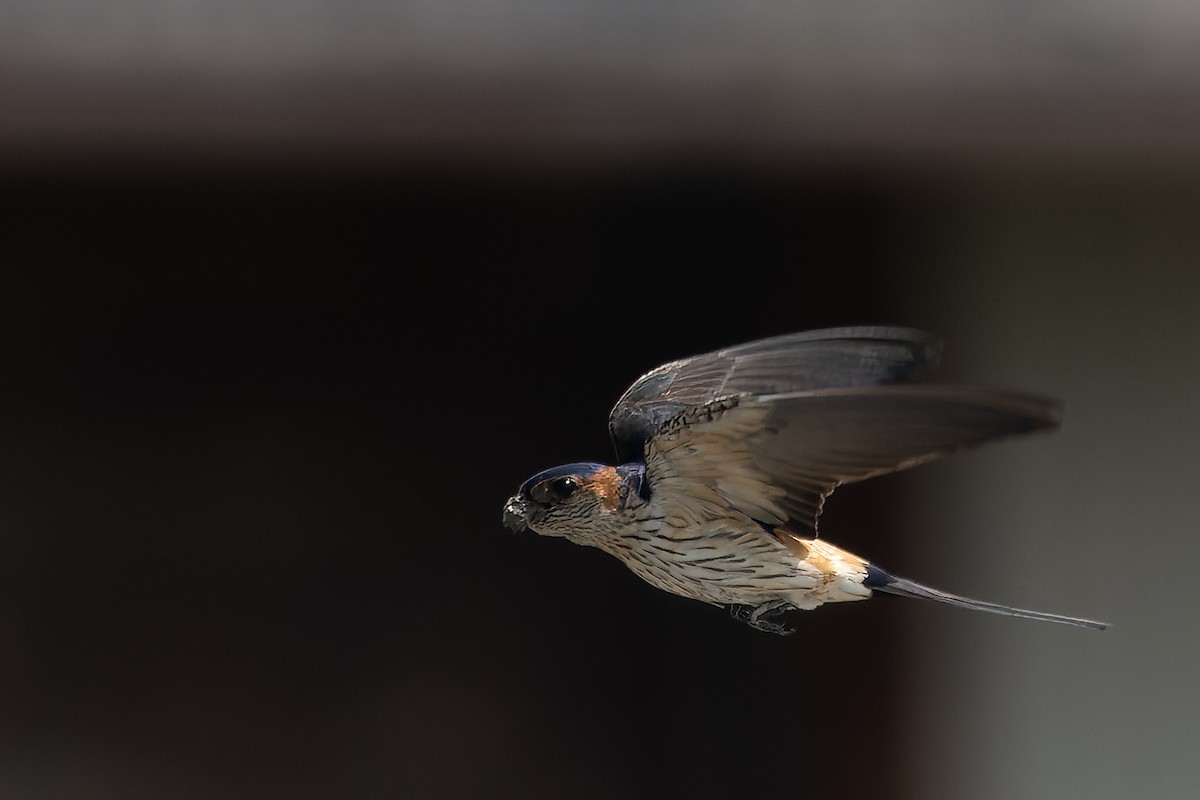 Red-rumped Swallow - ML619550417
