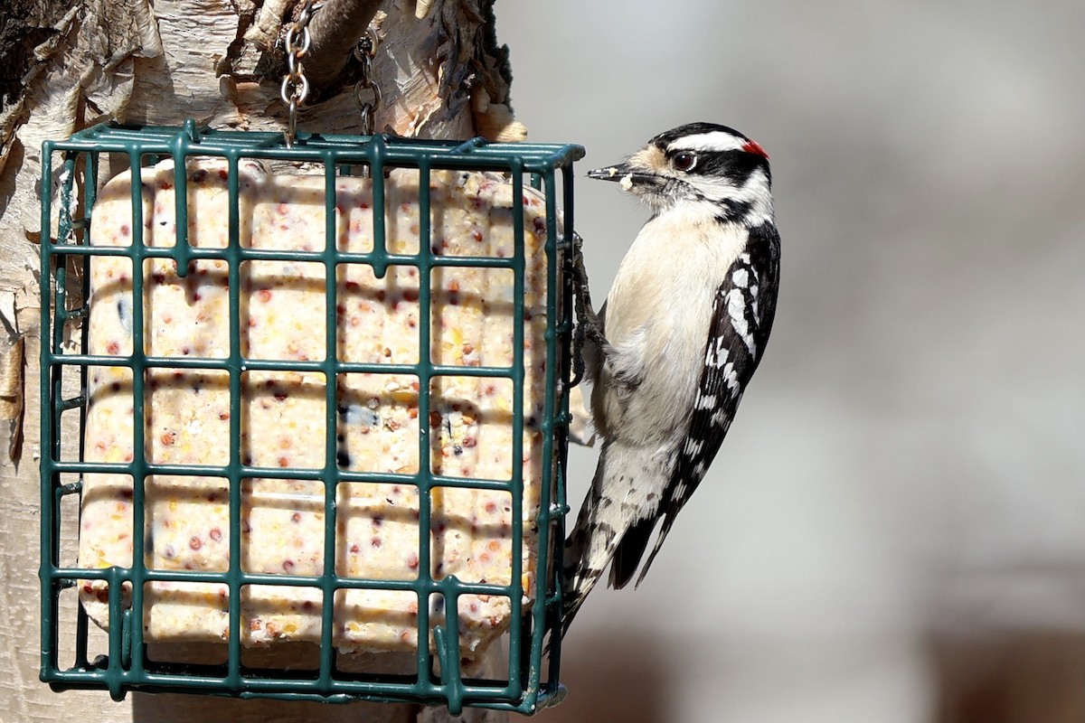Downy Woodpecker - ML619550471