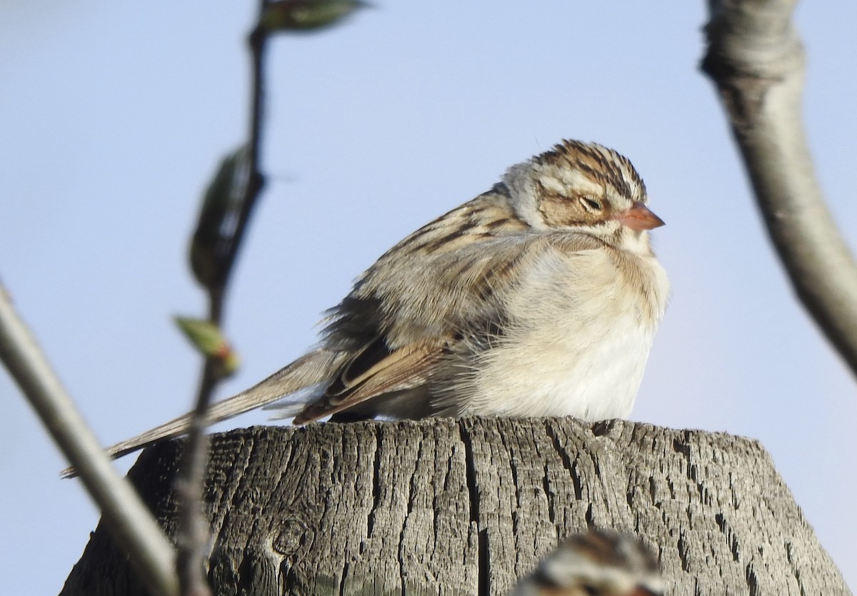 Clay-colored Sparrow - ML619550517