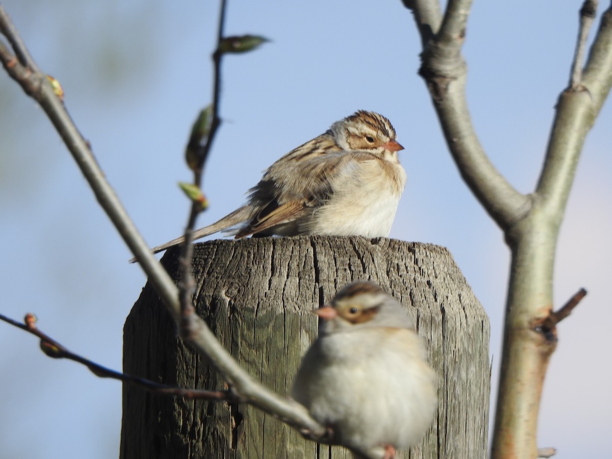 Clay-colored Sparrow - ML619550519