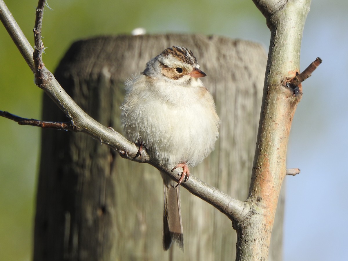 Clay-colored Sparrow - ML619550520