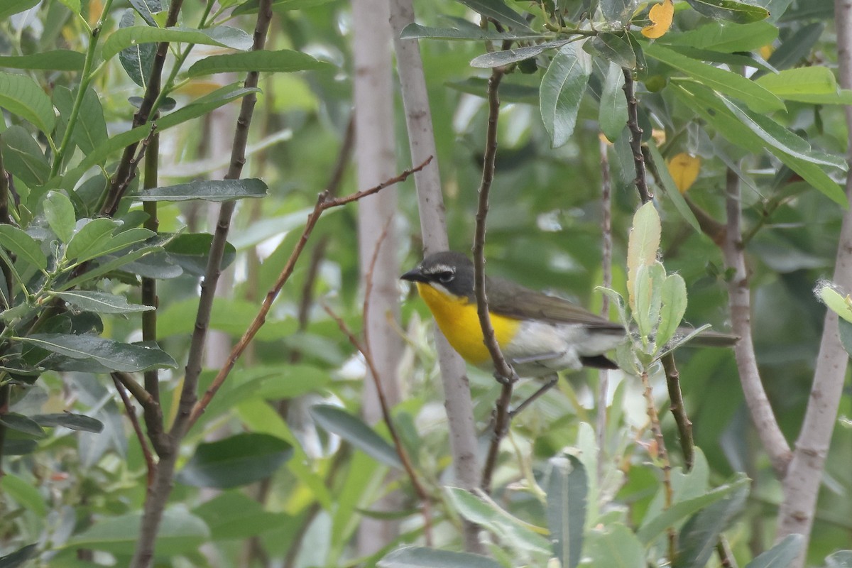 Yellow-breasted Chat - ML619550577
