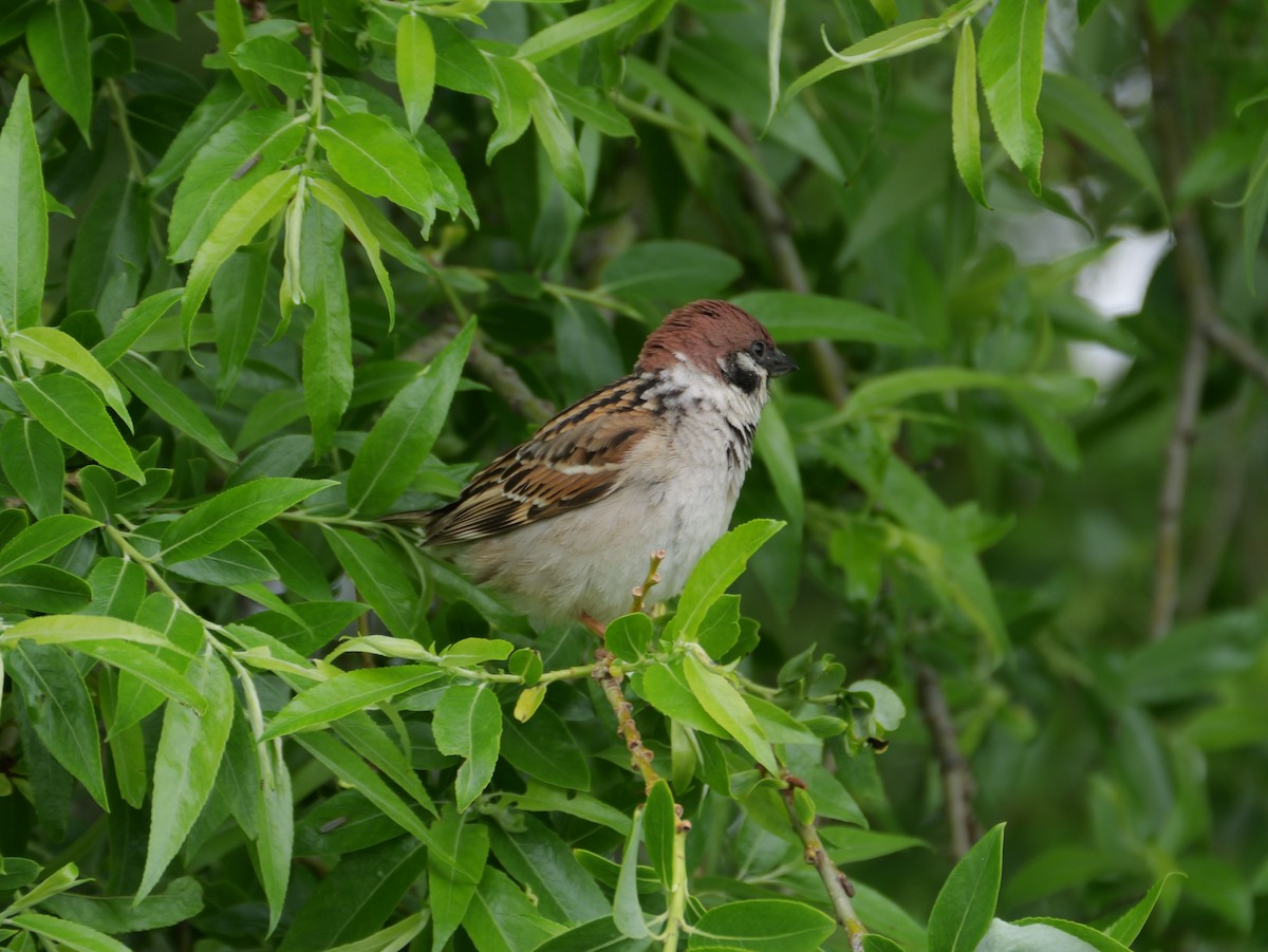 Eurasian Tree Sparrow - ML619550591
