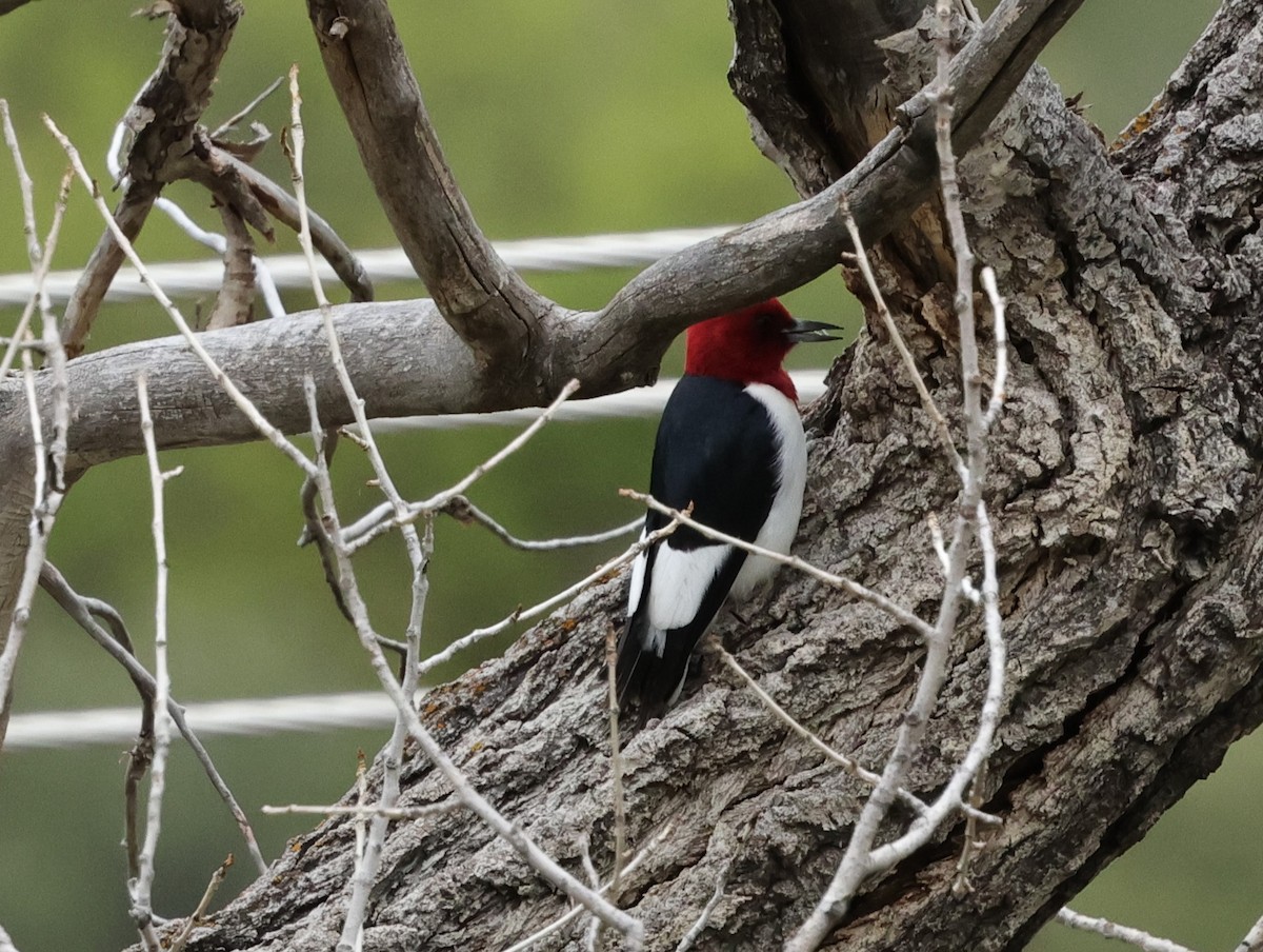 Red-headed Woodpecker - ML619550595