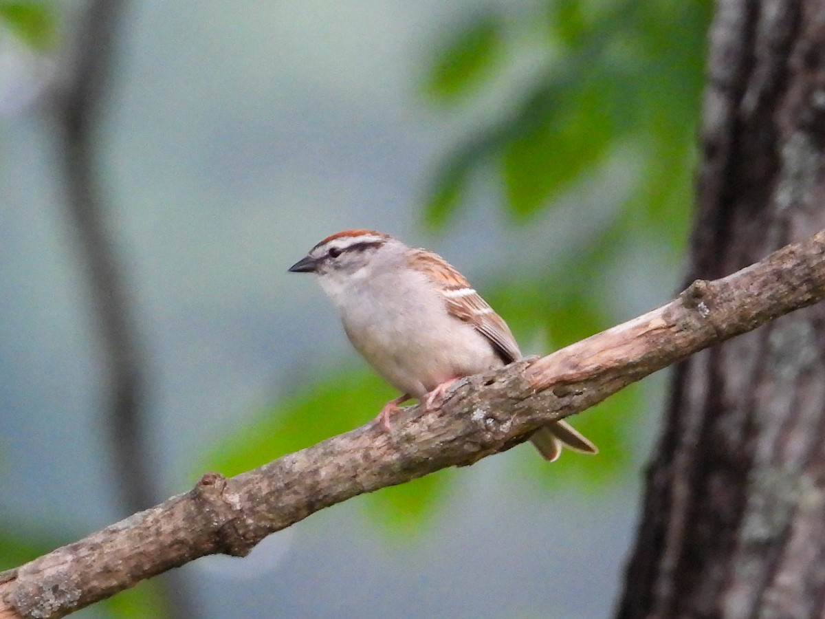 Chipping Sparrow - ML619550694