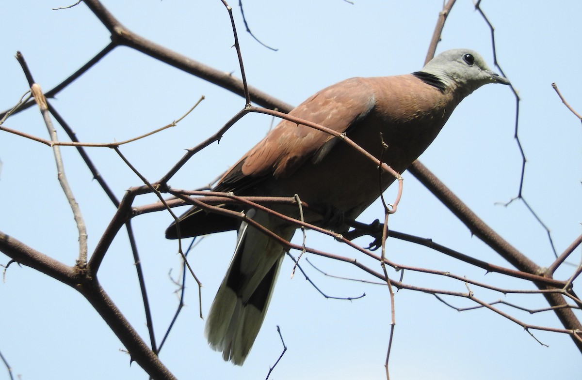 Red Collared-Dove - ML61955071