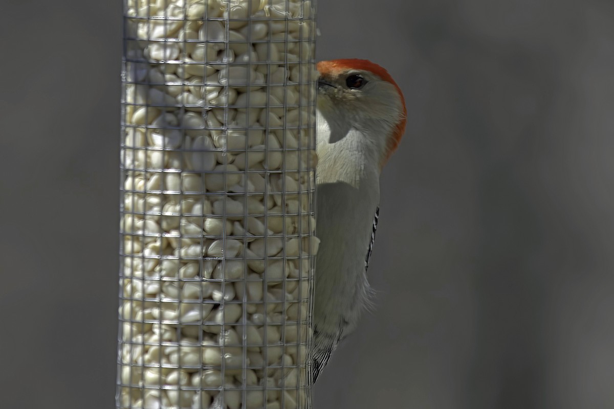 Red-bellied Woodpecker - ML619550721