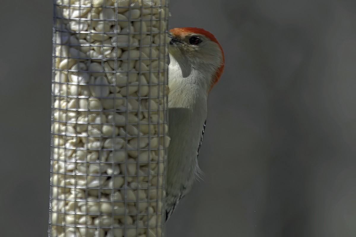Red-bellied Woodpecker - ML619550722