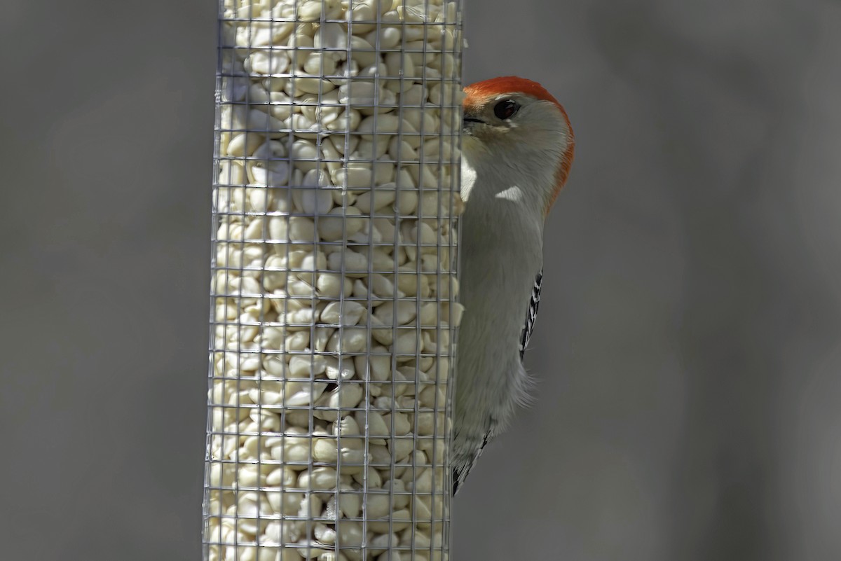Red-bellied Woodpecker - ML619550724