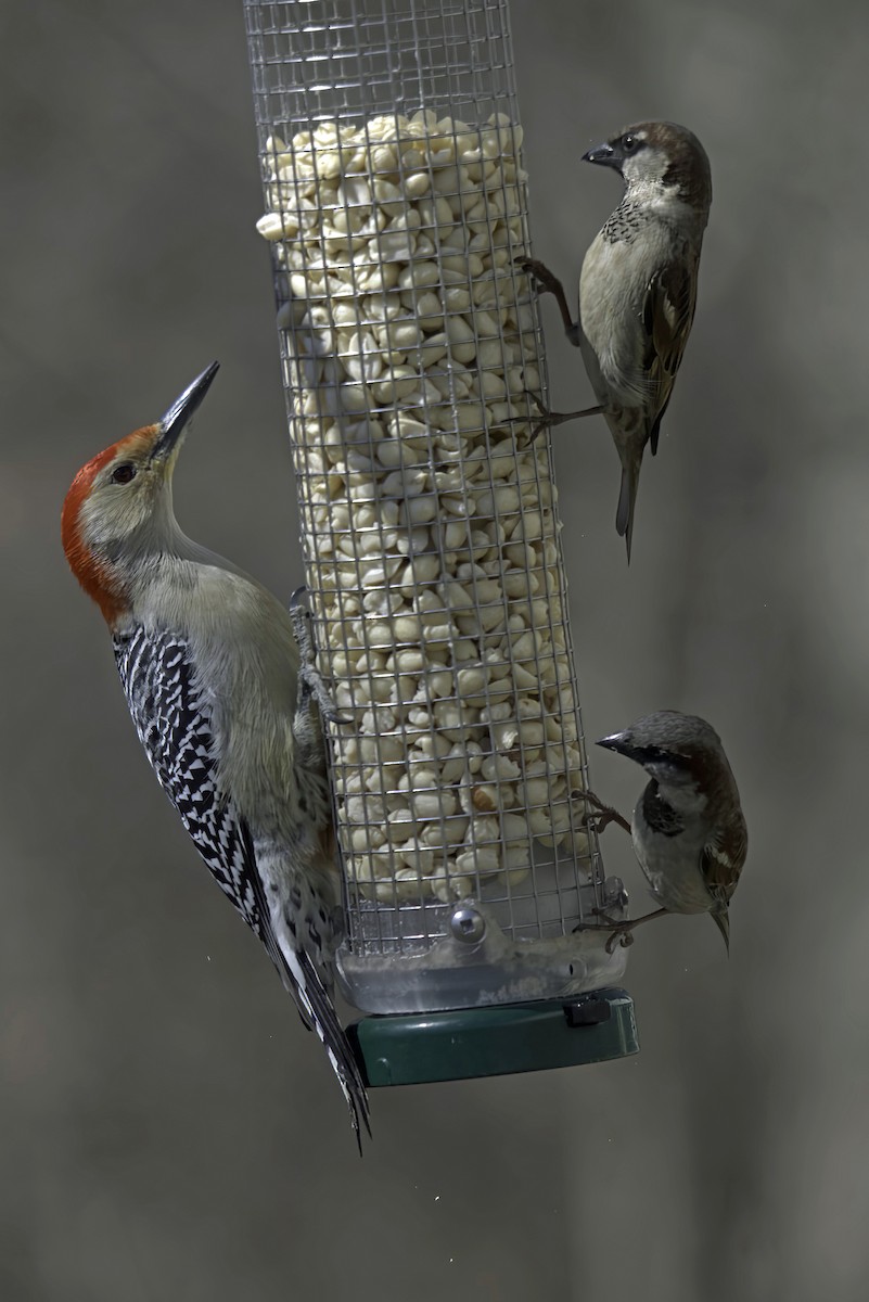 Red-bellied Woodpecker - ML619550764
