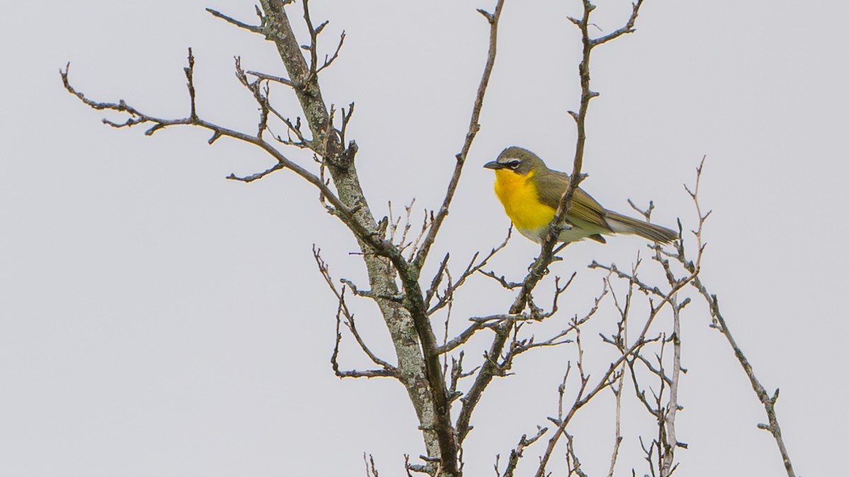 Yellow-breasted Chat - ML619550793