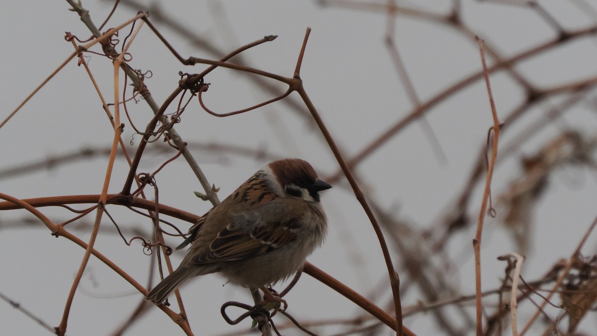 Eurasian Tree Sparrow - ML619550835