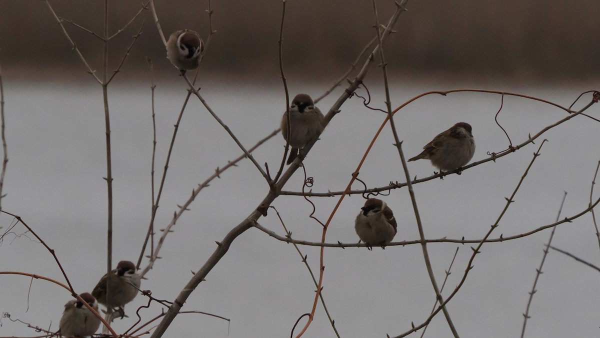 Eurasian Tree Sparrow - ML619550845