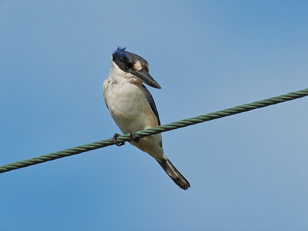 Forest Kingfisher - ML619550897