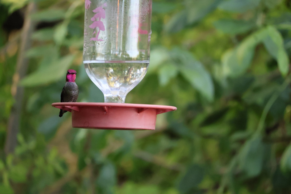 Anna's Hummingbird - ML619550899