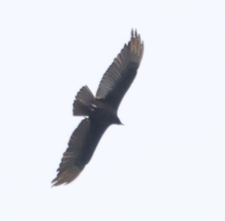 Turkey Vulture - ML619550935