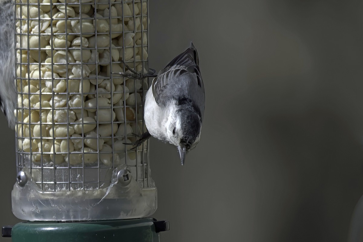White-breasted Nuthatch - ML619550954