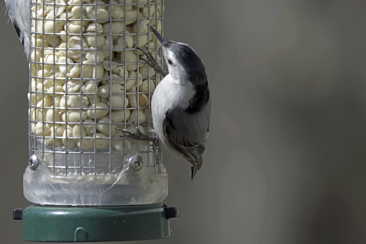 White-breasted Nuthatch - ML619550956