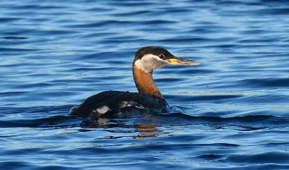 Red-necked Grebe - ML619551007
