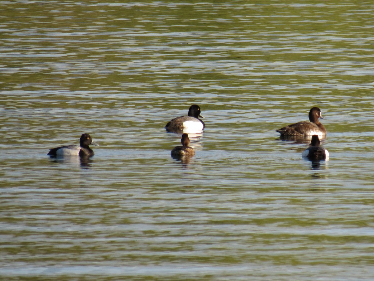 Greater Scaup - ML619551009