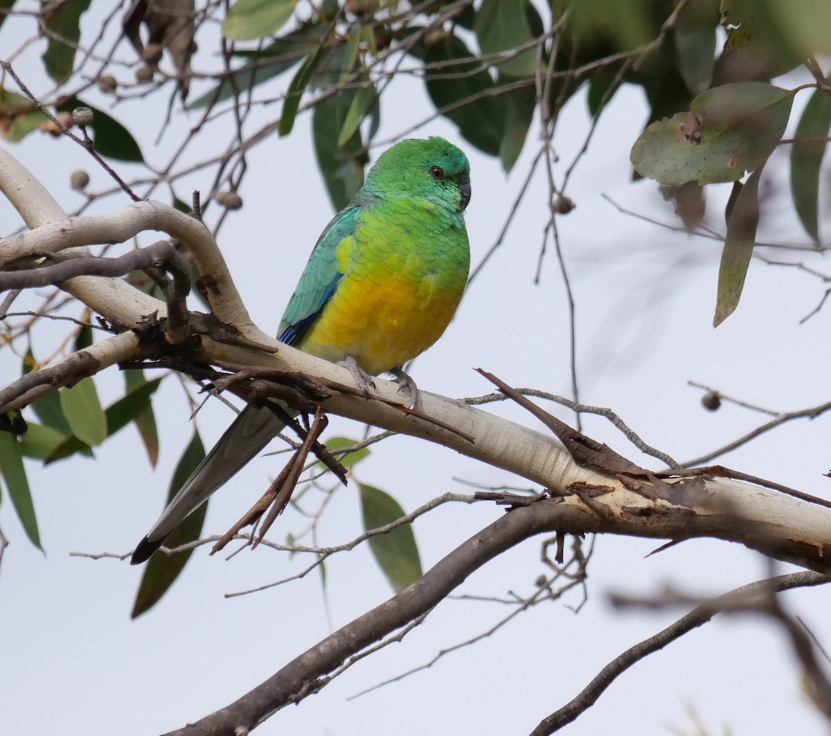 Red-rumped Parrot - ML619551032