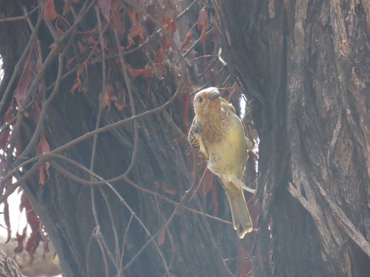 Spotted Bowerbird - ML619551096