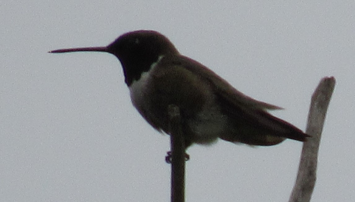 Black-chinned Hummingbird - ML619551169