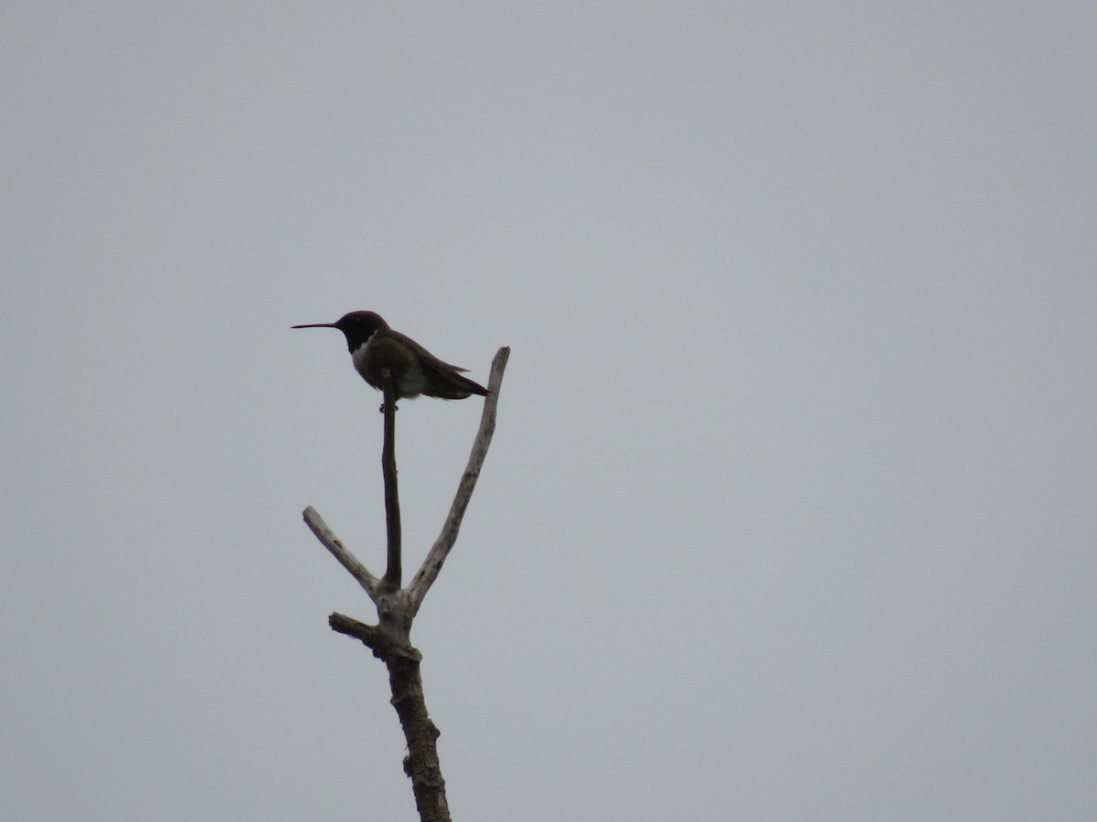 Black-chinned Hummingbird - ML619551172