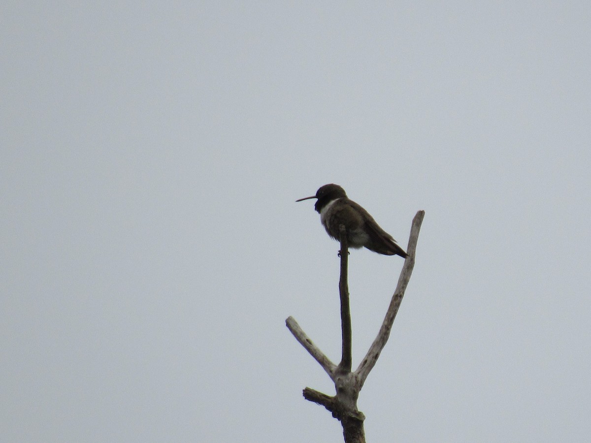 Black-chinned Hummingbird - ML619551175