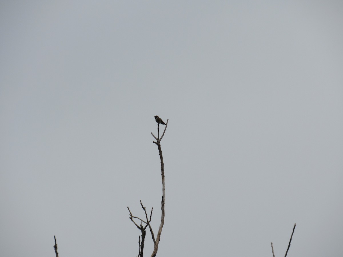 Black-chinned Hummingbird - ML619551178