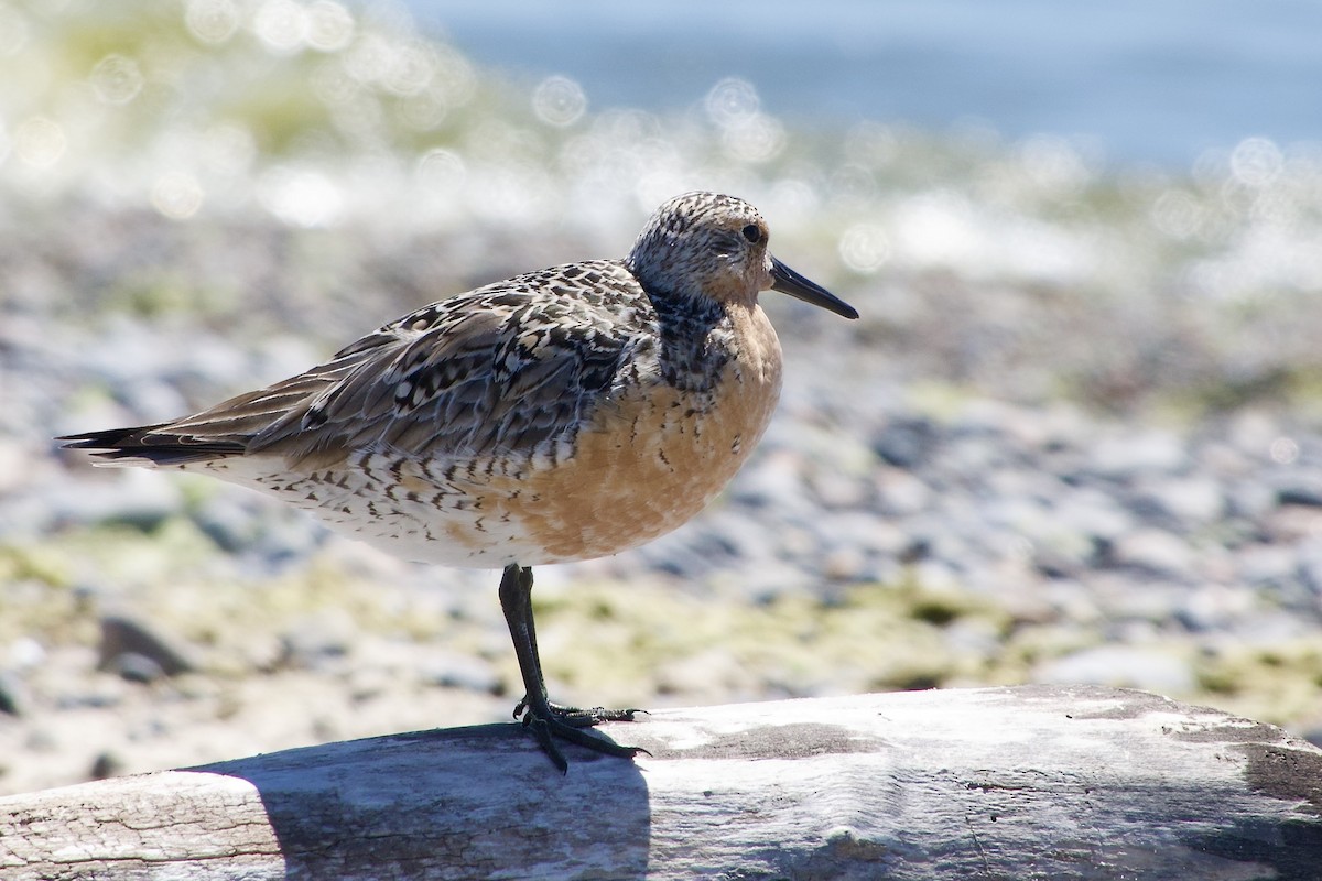 Red Knot - ML619551181