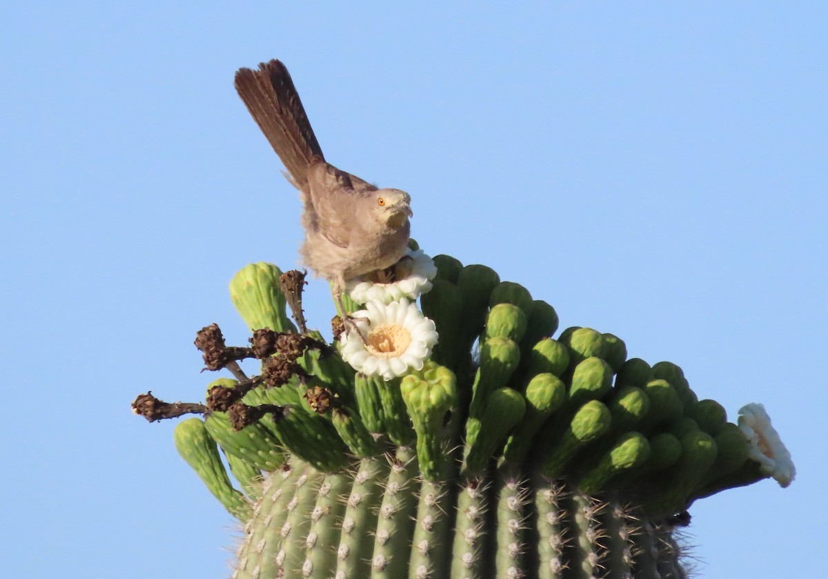 kaktusspottefugl (palmeri gr.) - ML619551235