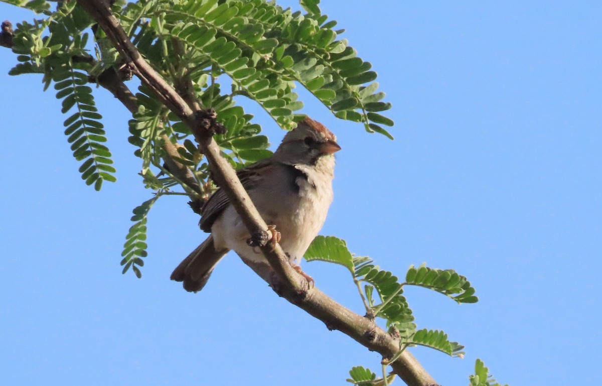Rufous-winged Sparrow - ML619551261