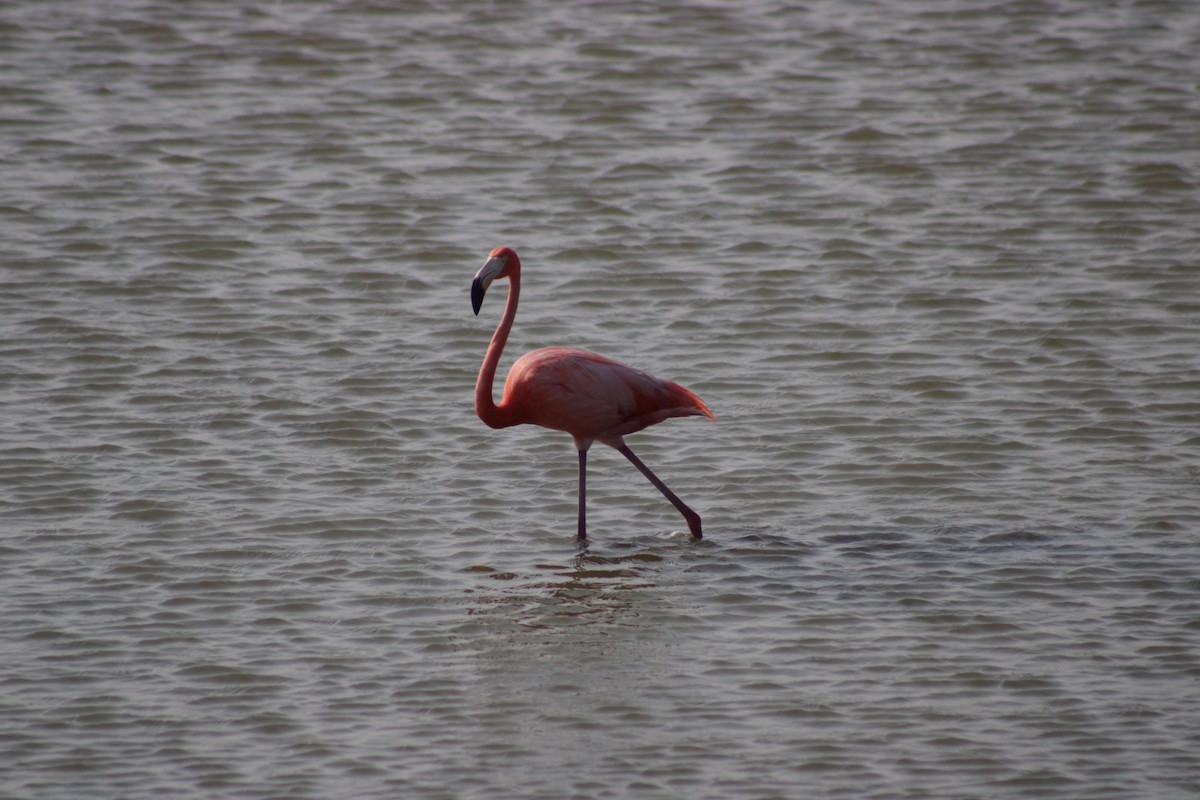 Amerika Flamingosu - ML619551263