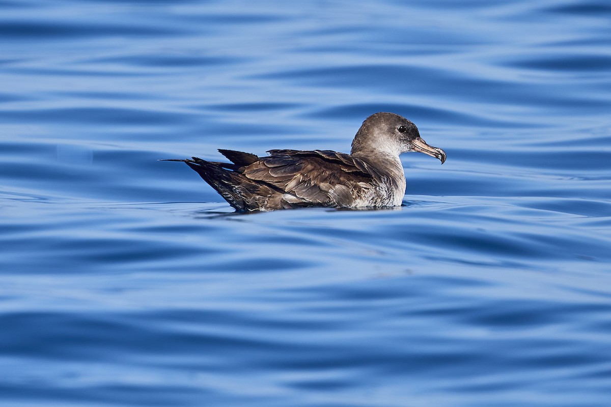 Pink-footed Shearwater - ML619551267