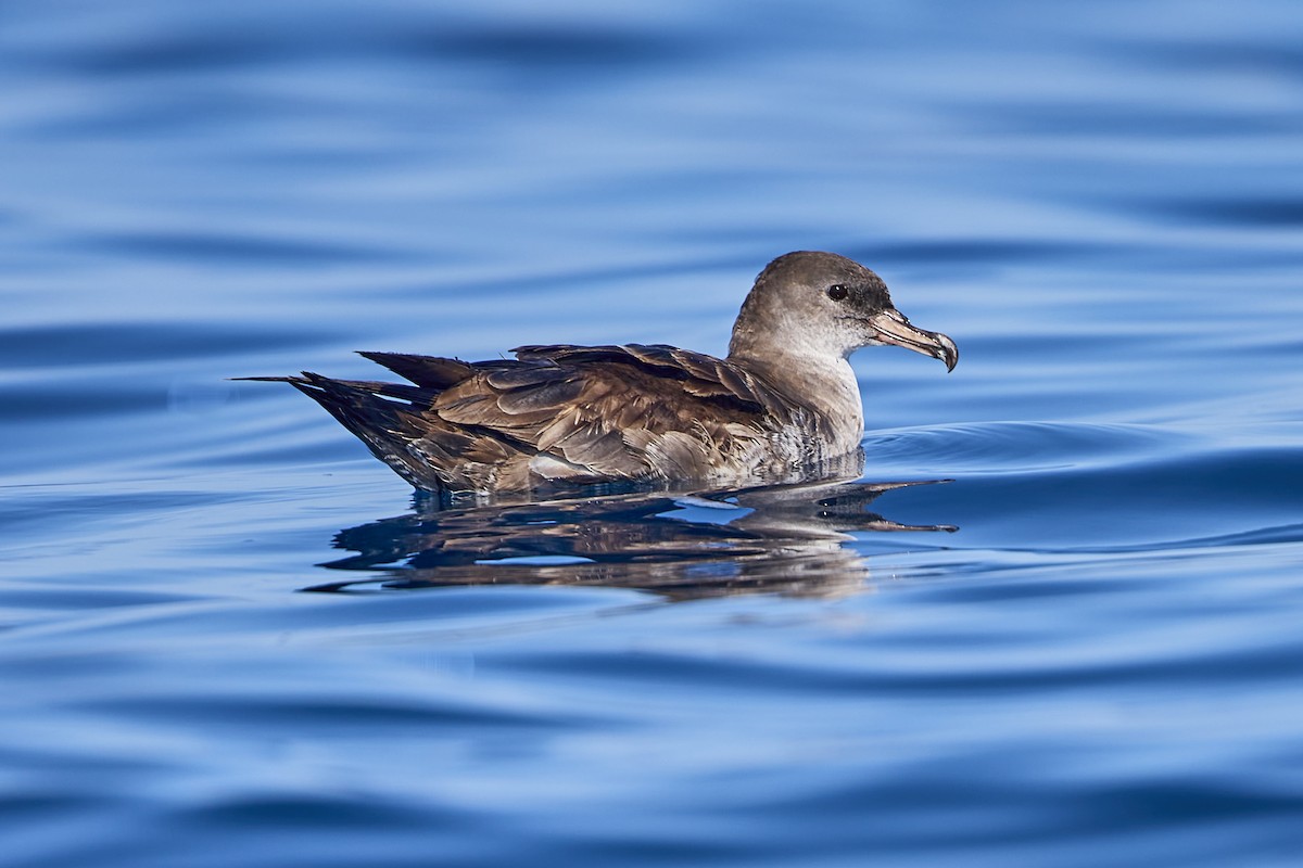 Pink-footed Shearwater - ML619551268
