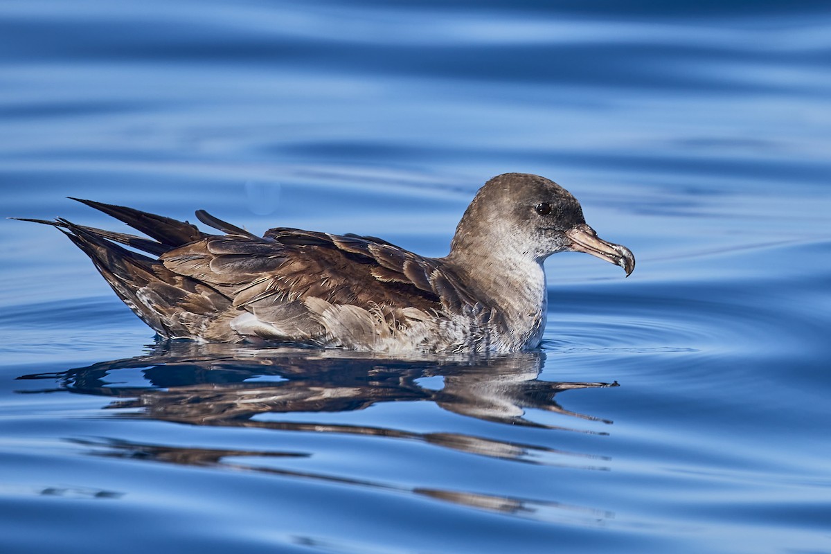 Pink-footed Shearwater - ML619551269