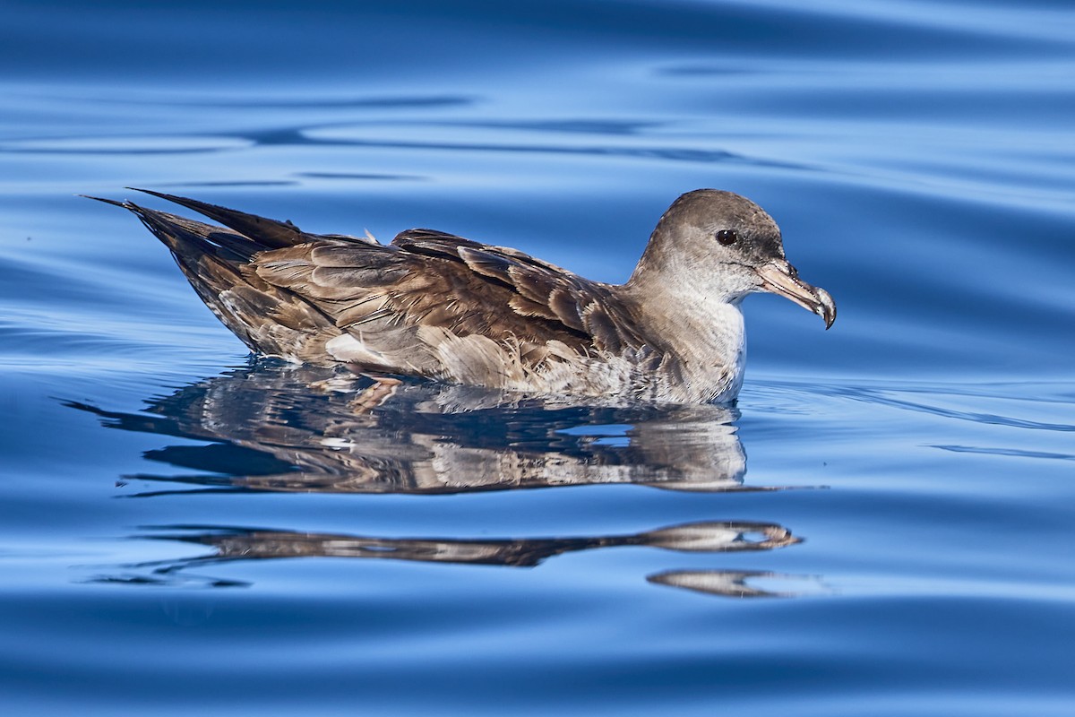 Pink-footed Shearwater - ML619551270
