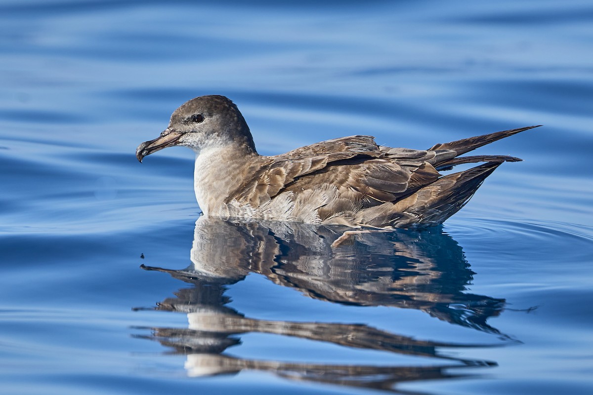 Pink-footed Shearwater - ML619551271