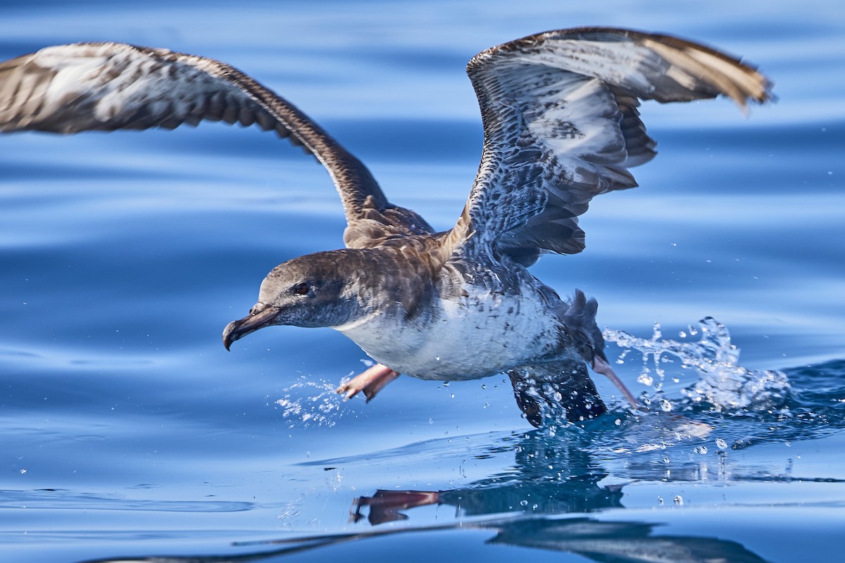 Pink-footed Shearwater - ML619551273
