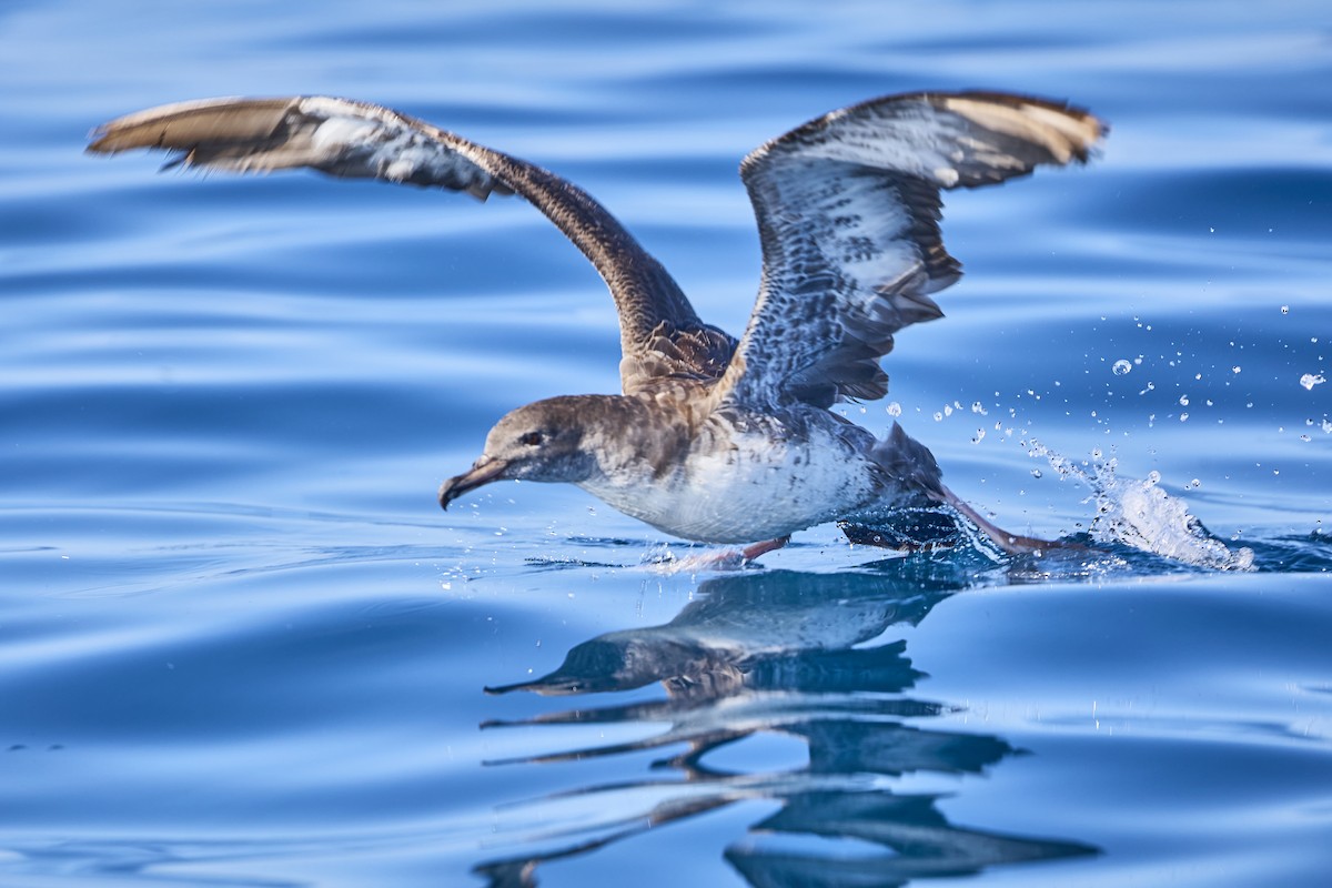 Pink-footed Shearwater - ML619551275
