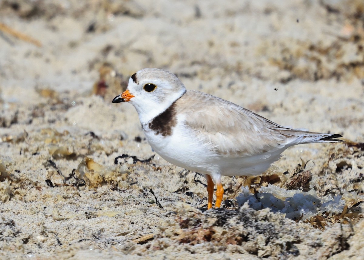 Piping Plover - ML619551317