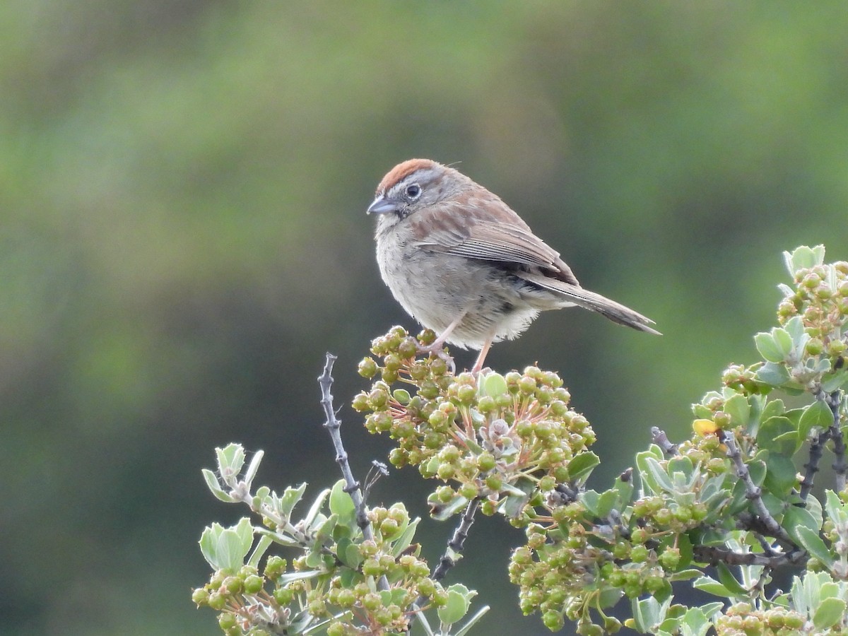 Rufous-crowned Sparrow - ML619551344