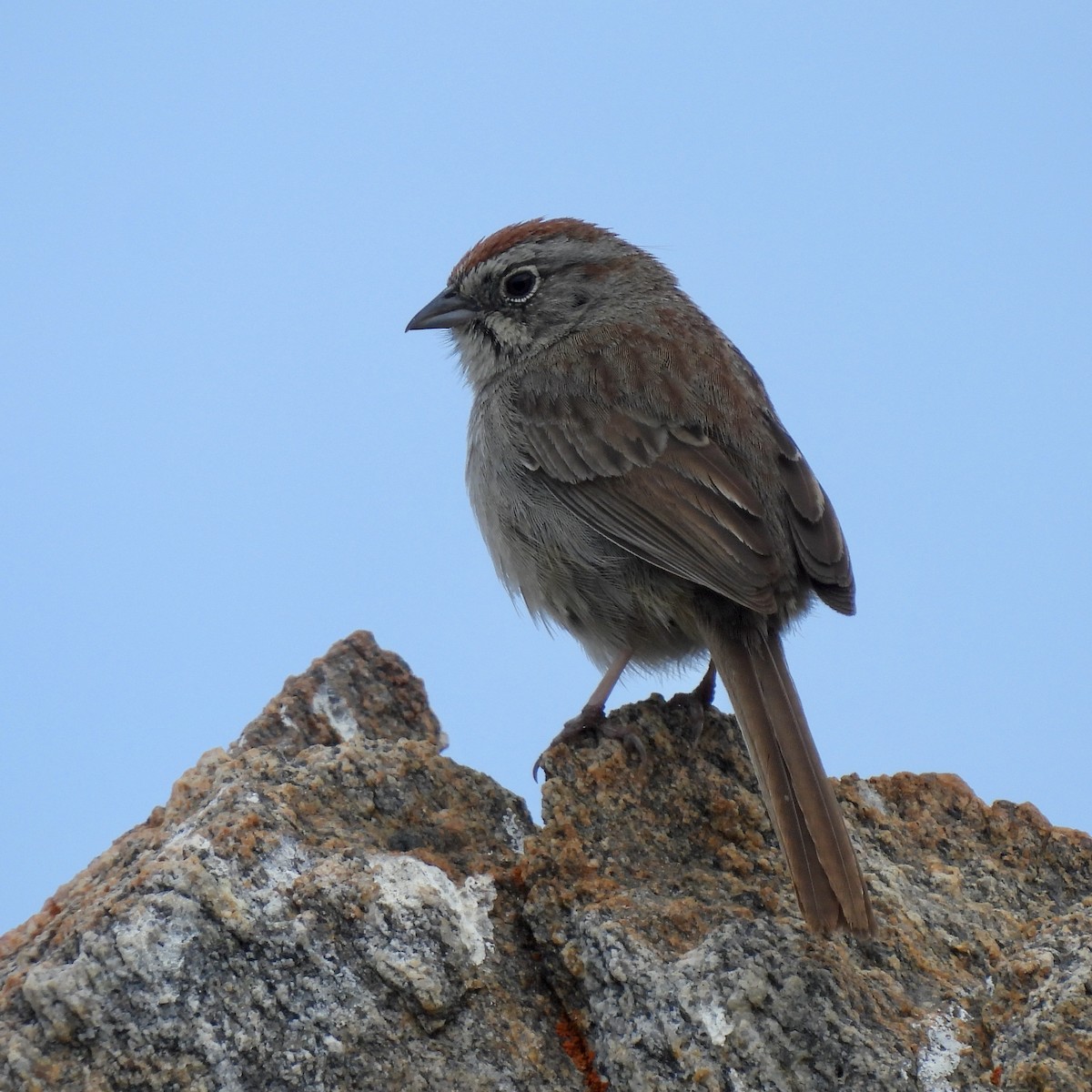 Rufous-crowned Sparrow - ML619551362