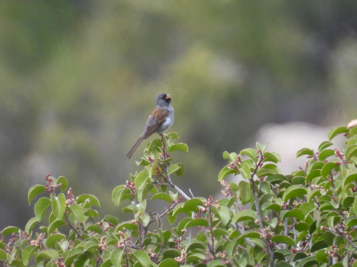 Black-chinned Sparrow - ML619551395